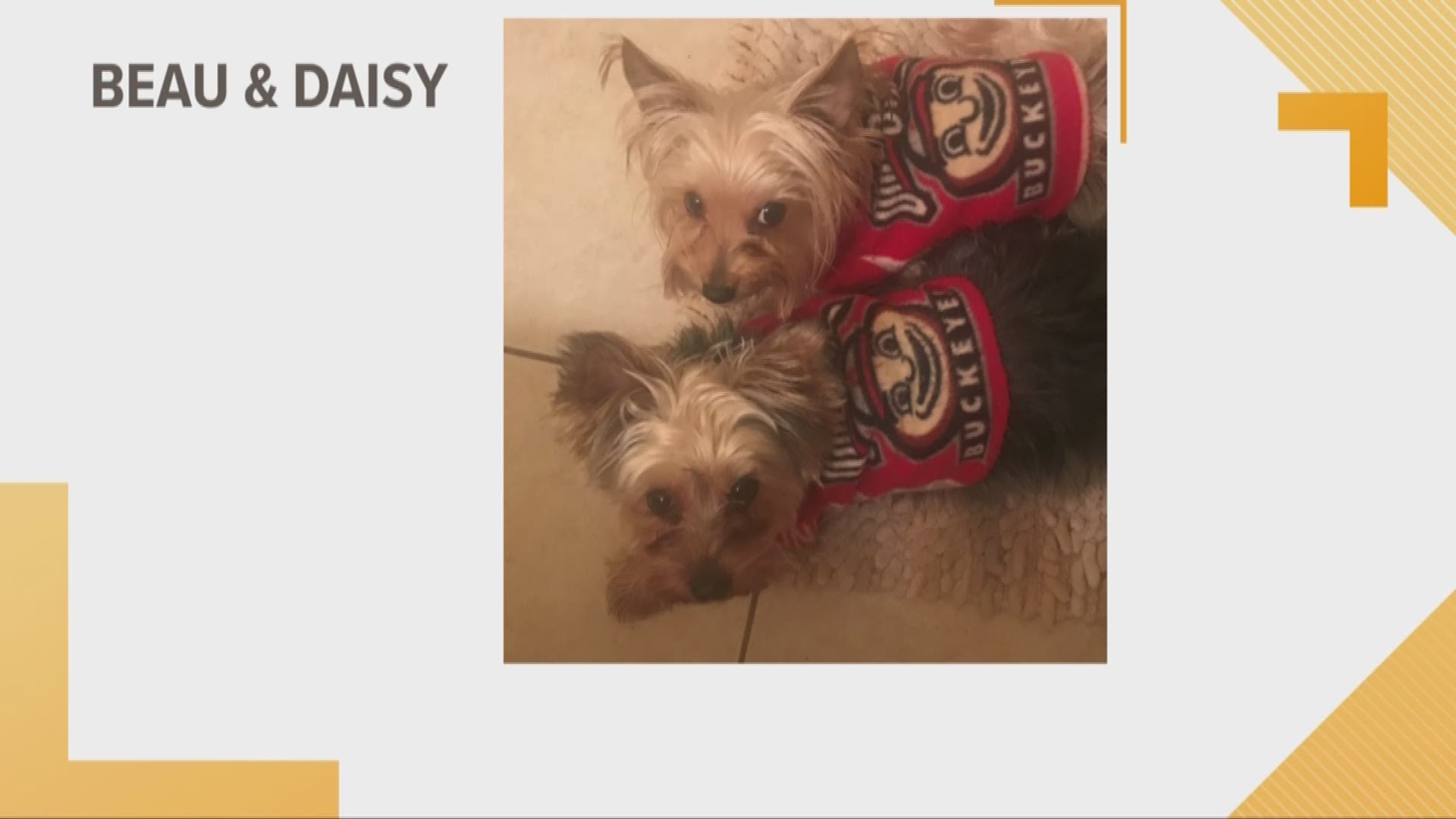 Doggone Weather:  Beau and Daisy