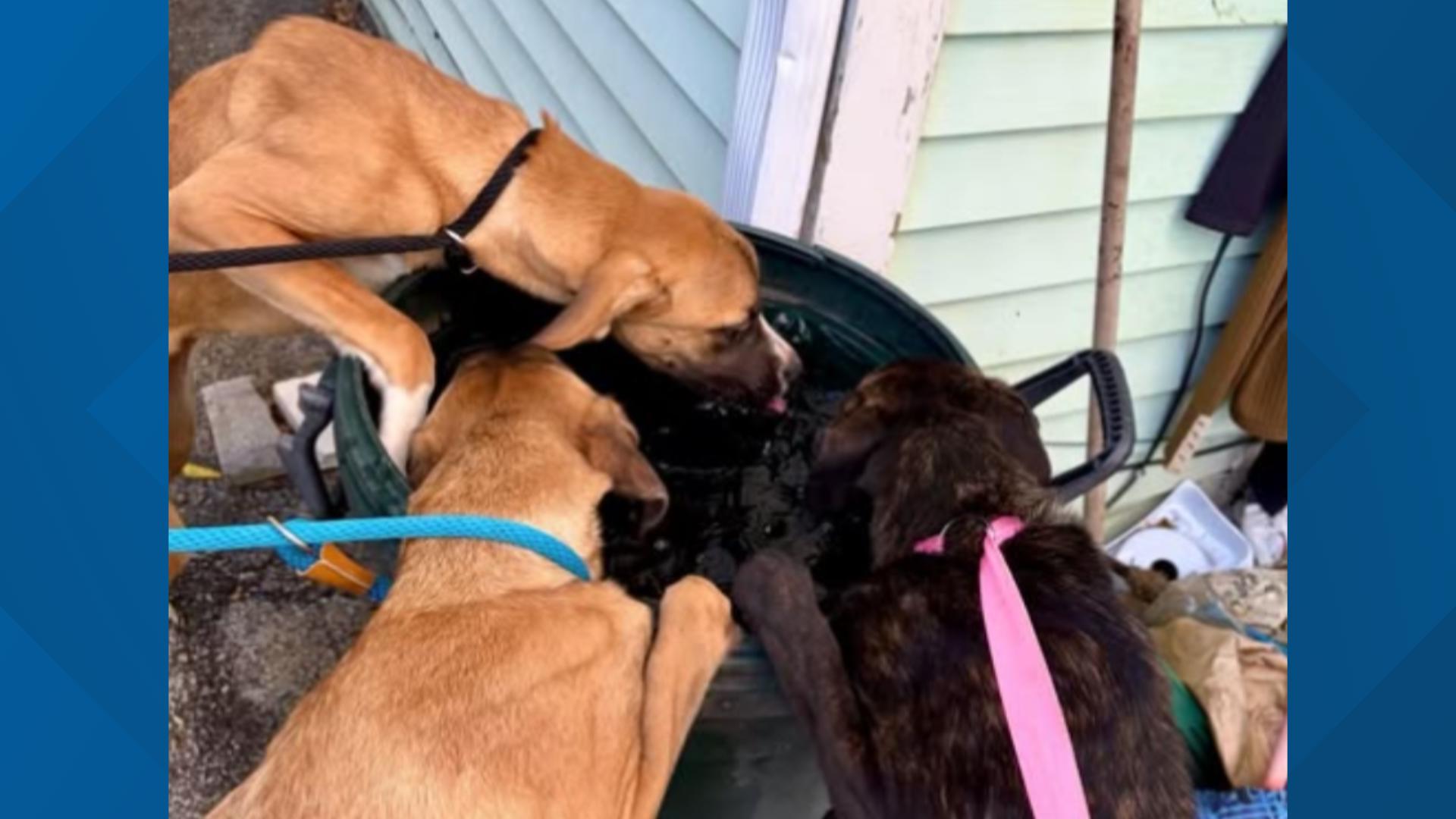 3 abandoned puppies rescued from vacant Cleveland home; cruelty investigation underway