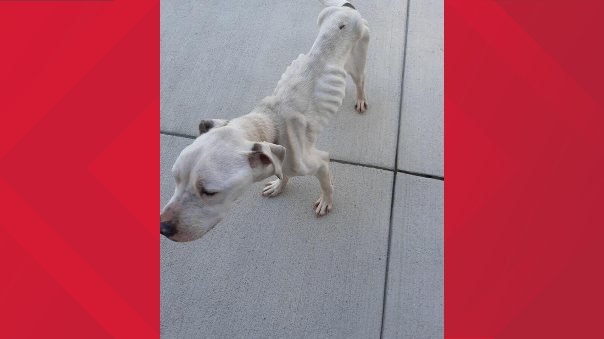 How to help seriously emaciated dog found in Cleveland | wkyc.com