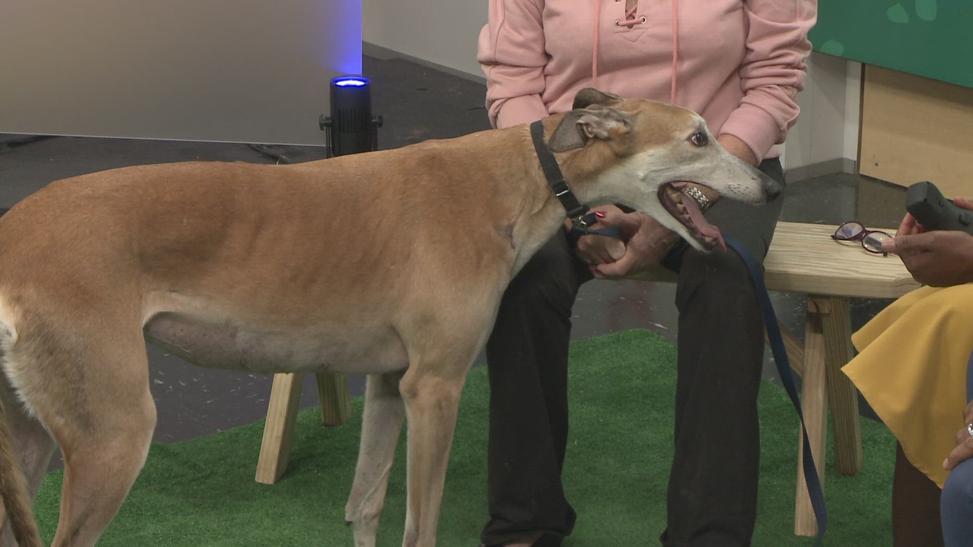 Linda Perko from Greyhound Adoption of Ohio in Chagrin Falls visits 3News with Lea, a 6-year-old Greyhound who has retired from a successful racing career.