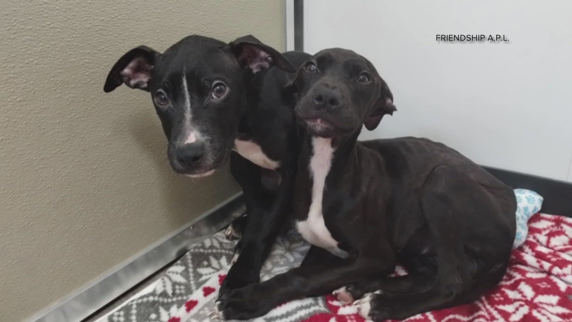 41 dachshunds were seized from an alleged breeding operation in Lorain. Another 13 dogs were rescued from a house fire in Elyria.
