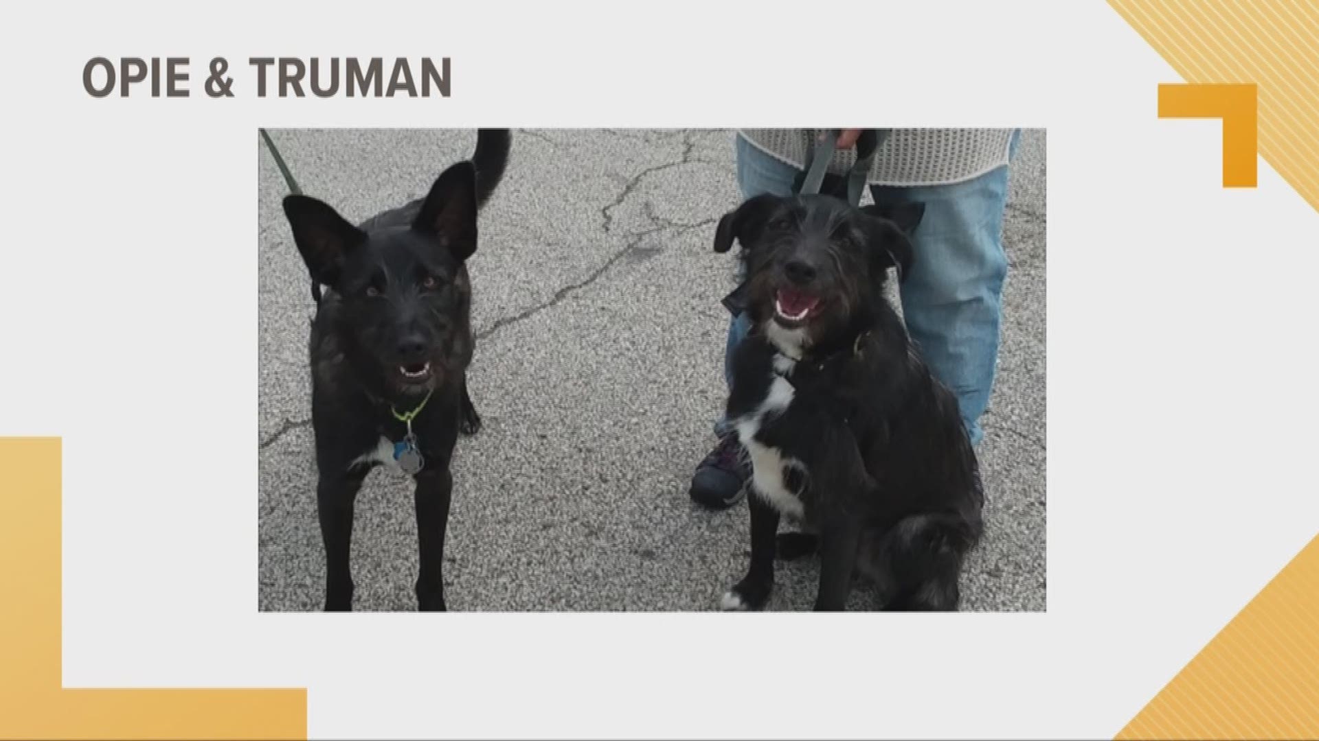 Doggone Weather: Opie & Truman
