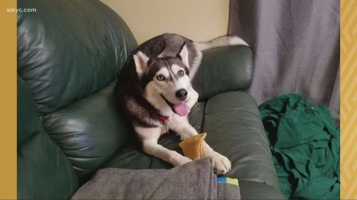 Local non-profit is hoping to help bring lost husky home | wkyc.com