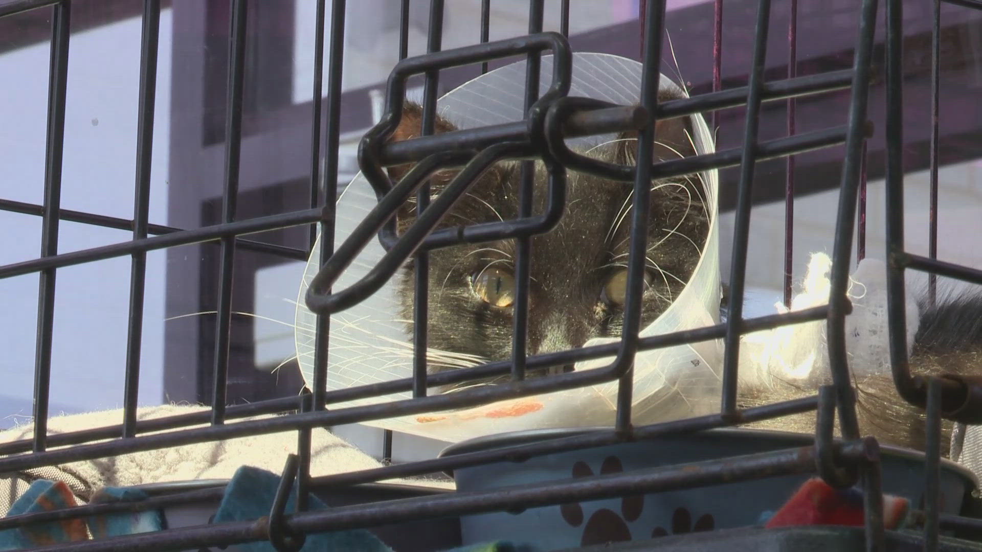 Animal activists are fighting for change in Summit County after 16 feral cats have been euthanized since June.