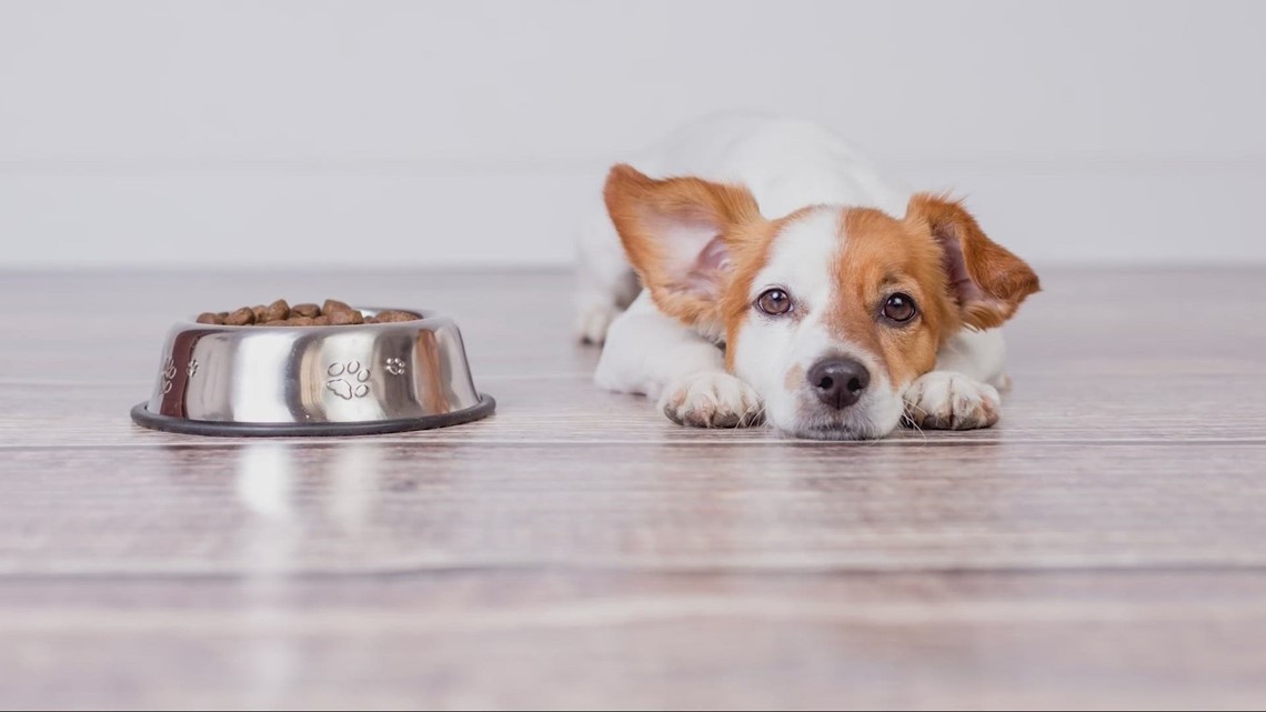 Is raw food the right choice for your pet?