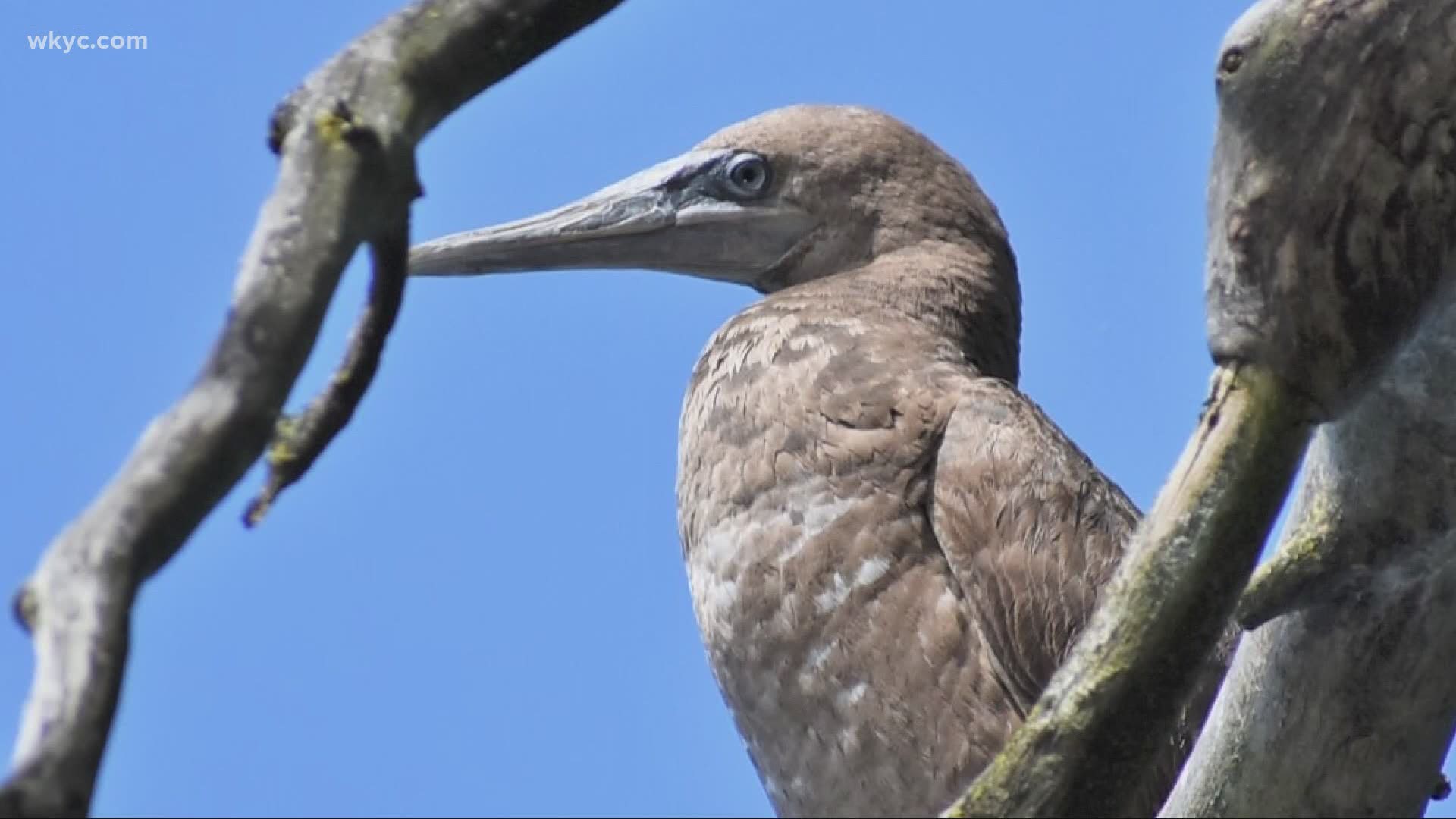 Brown Booby bird has thousands flocking to Nimisila Reservoir to photograph and catch a glimpse of this rarity. Carl Bachtel reports.