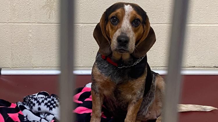 Dozens of beagles rescued from Lakewood hoarding situation ready for new homes