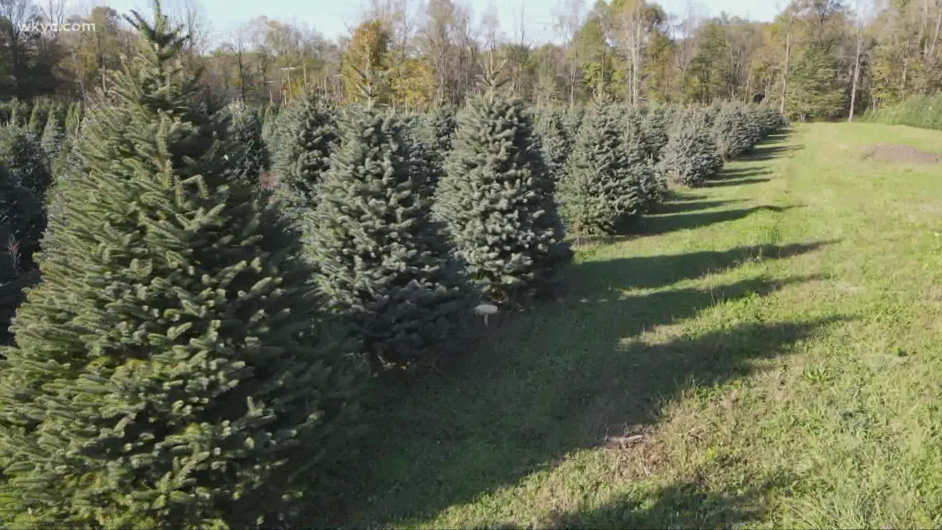 Christmas is just a few weeks away, so we decided to check in with some tree farms to see what's happening as they prepare for the holiday season.