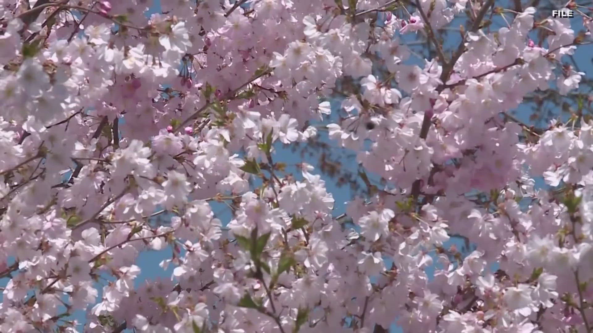 The 2025 Downtown Akron Sakura Festival returns along the Towpath on Saturday, April 5 from 1-7 p.m.