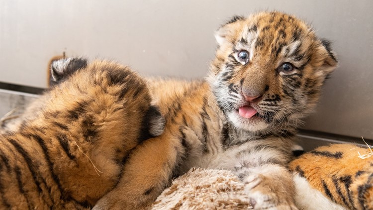 Amur tiger Zeya gives birth to twin cubs at Rosamond Gifford Zoo