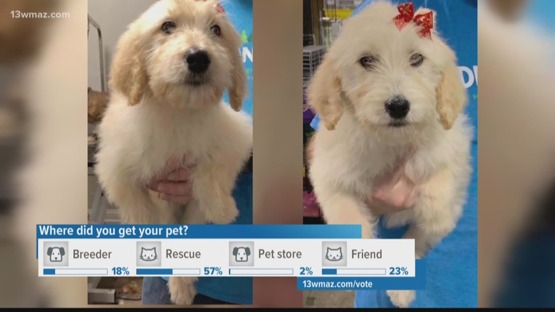 Thieves Steal Two Goldendoodle Puppies From Georgia Pet Store Wkyc Com