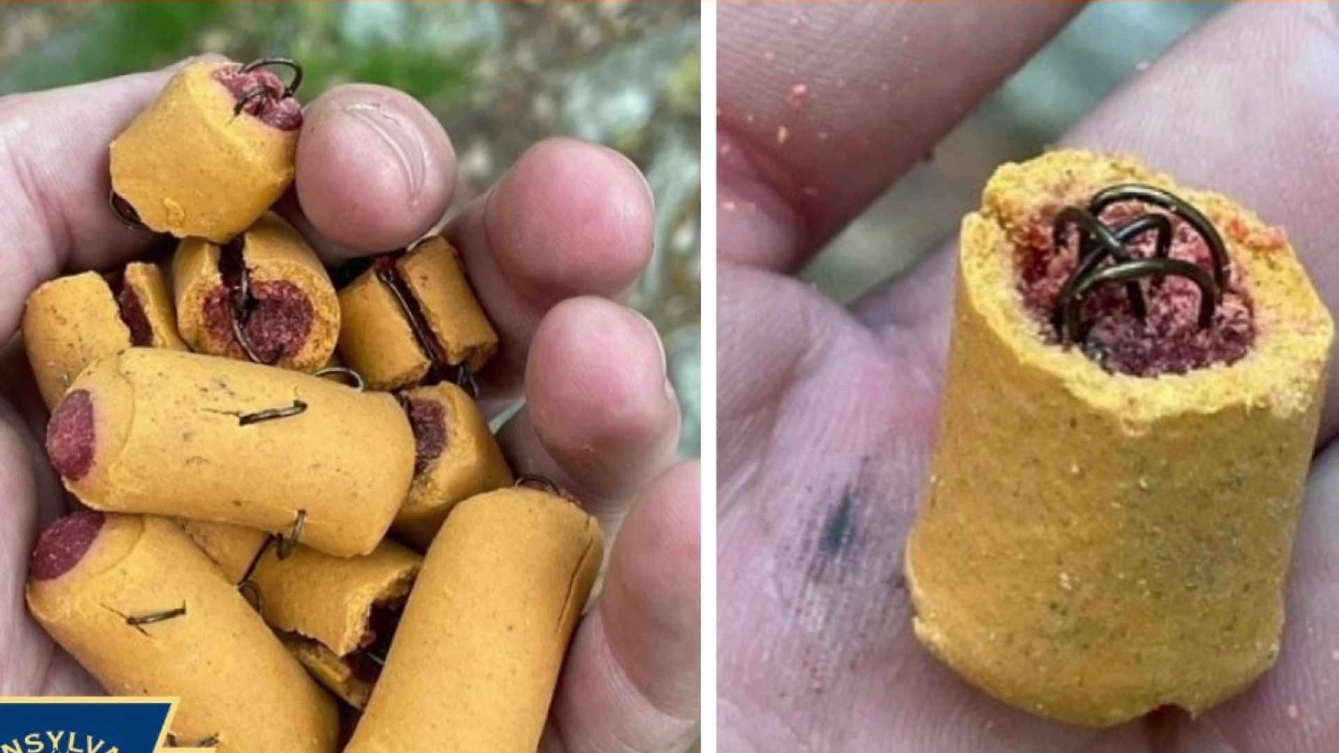 The dog treats stuffed with metal fish hooks were discovered on part of the trail in Lehigh County.