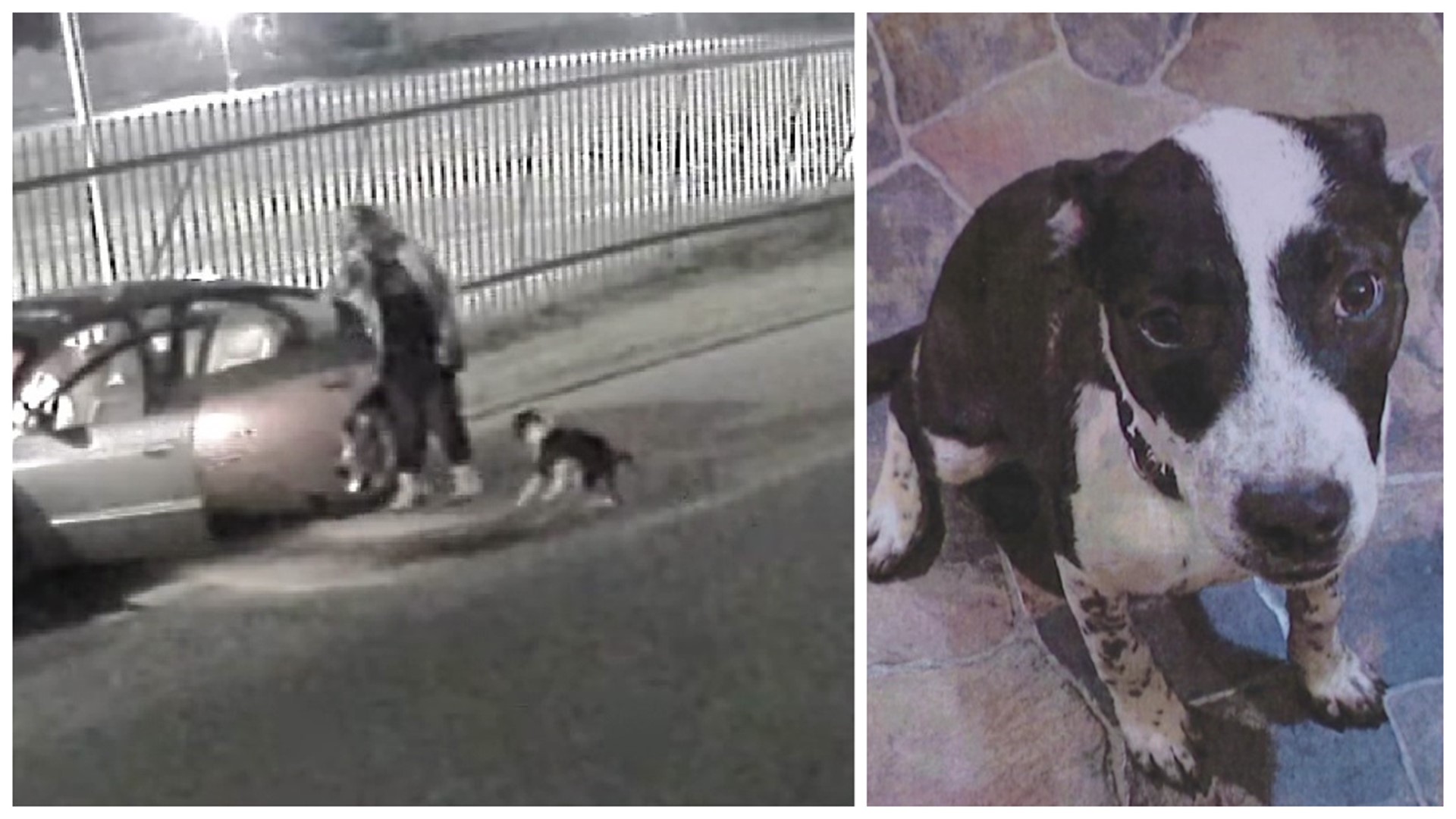 Neighbors in one part of Scranton discovered a dog seemingly abandoned over the weekend and were shocked when they checked their surveillance cameras.