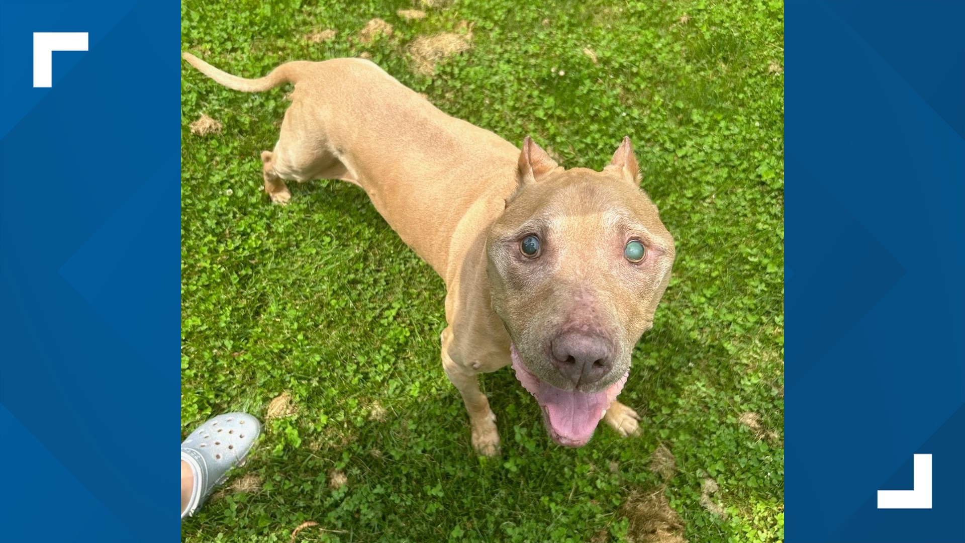 15yearold dog found neardeath in Lebanon County storm drain, now