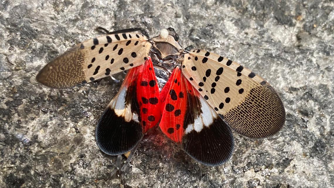 Ohio's spotted lanternfly quarantine expanded to include entire state