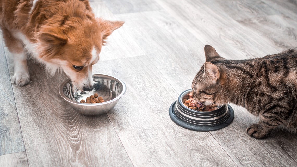 Is a raw diet the right choice for your pet?