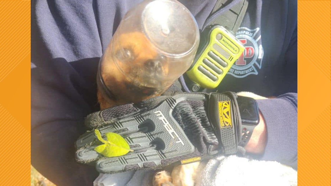 Firefighters save tiny puppy with Mason jar stuck on his head | wkyc.com
