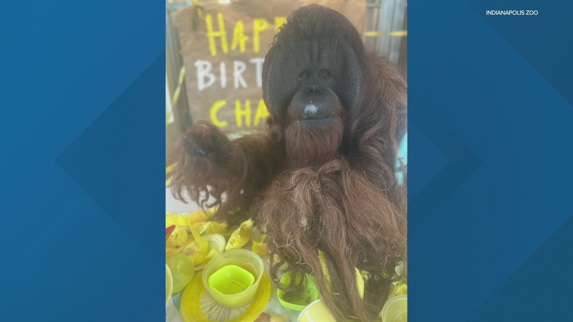 The zookeepers threw him a big party to celebrate complete with decorations wrapped presents and lots of treats.