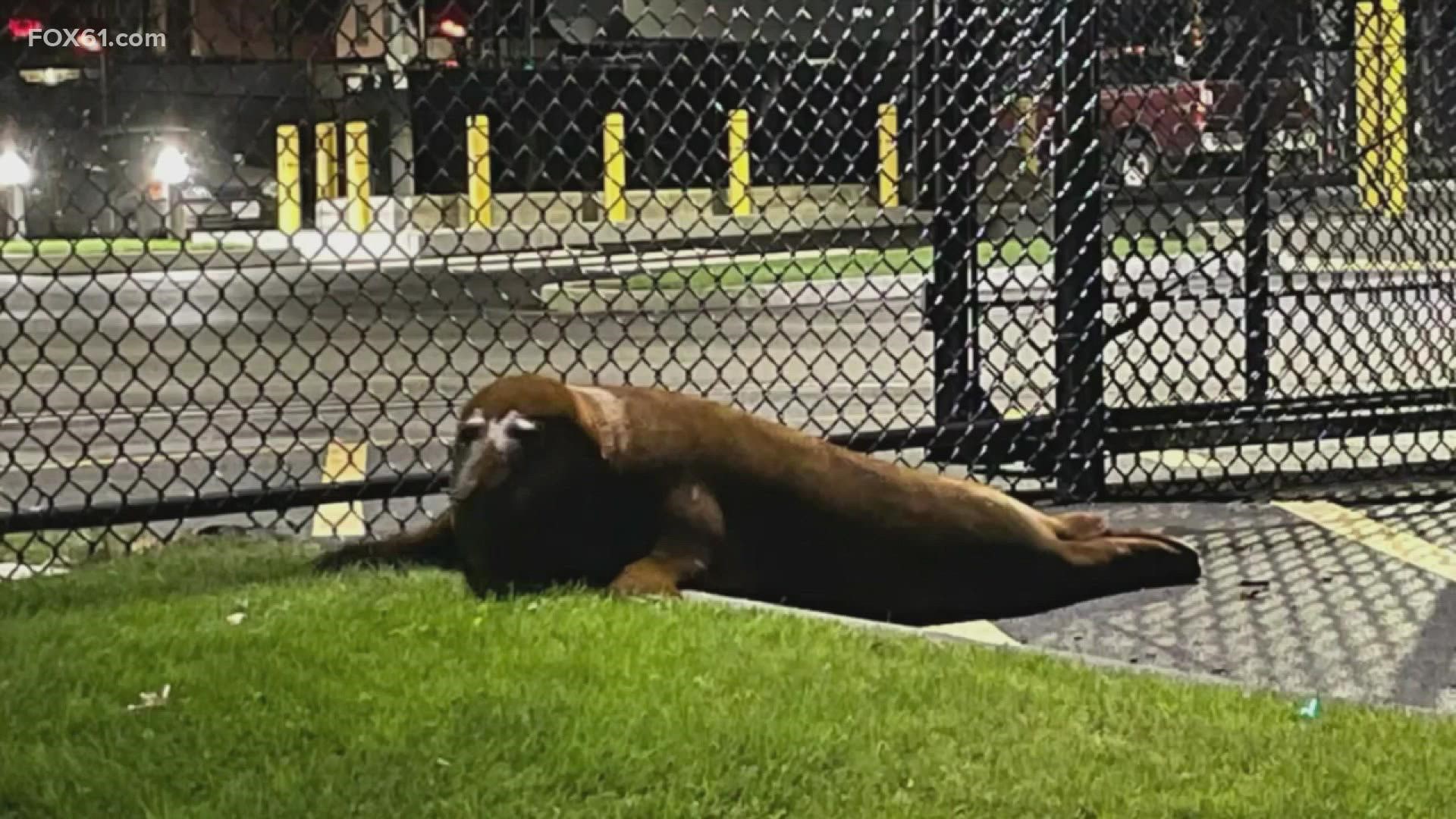 The seal quickly became a local attraction and was even named “Shoebert” after his chosen pond.