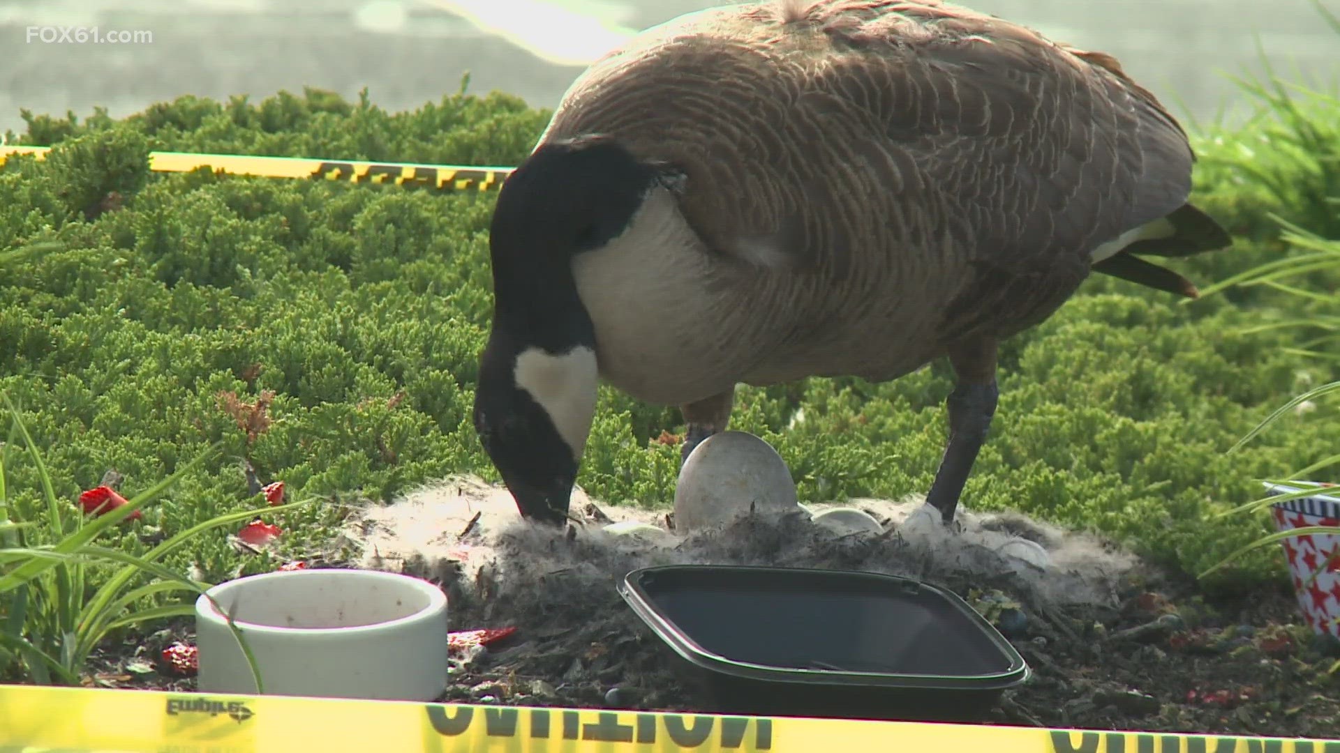 People in West Hartford flocked to stores to buy last-minute gifts for Mother's Day, whereas this goose in Southington plopped down to give birth.