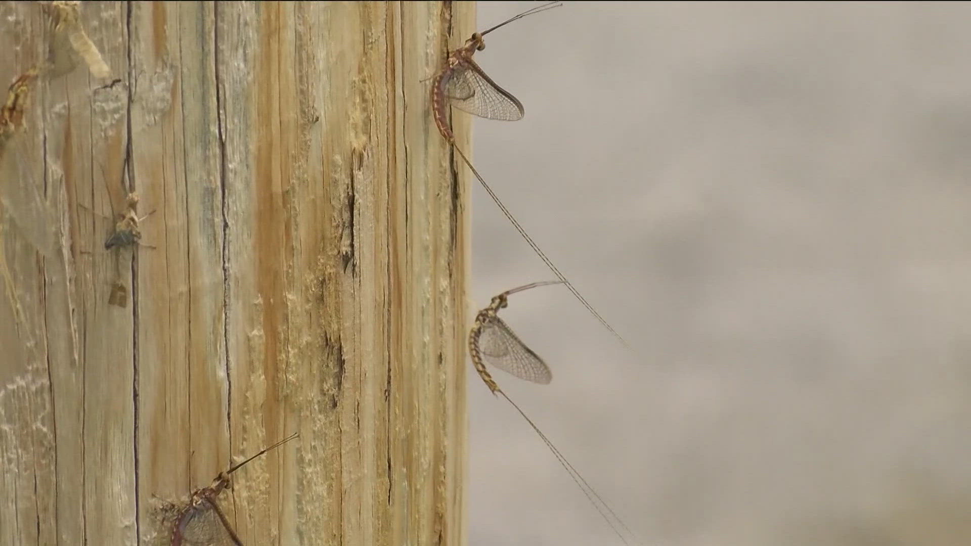 Mayflies come with the territory when living near Lake Erie. But what does the weather mean when it comes to growth and could we see more or less in the future?