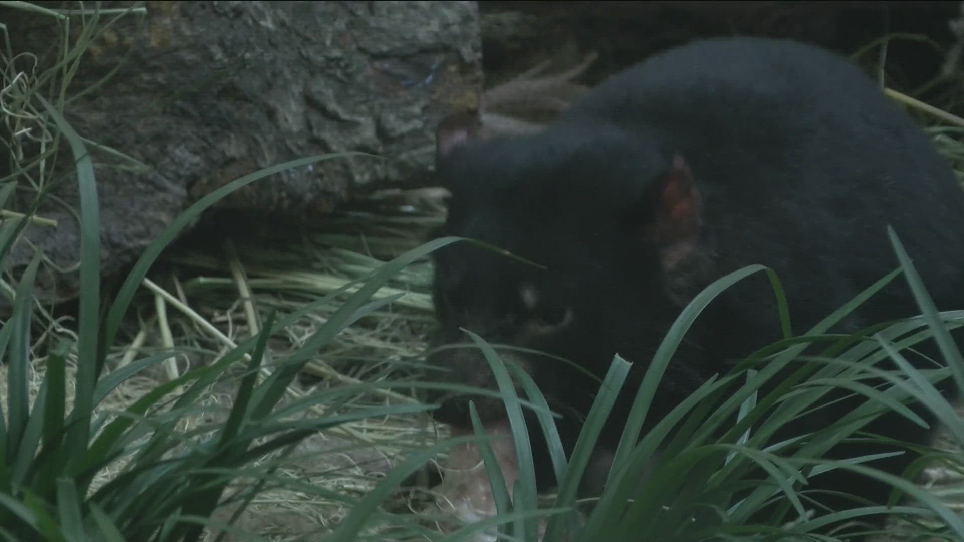 The Toledo Zoo plans to continue to work with the Tasmanian government to support the conservation of Tasmanian devils around the world.