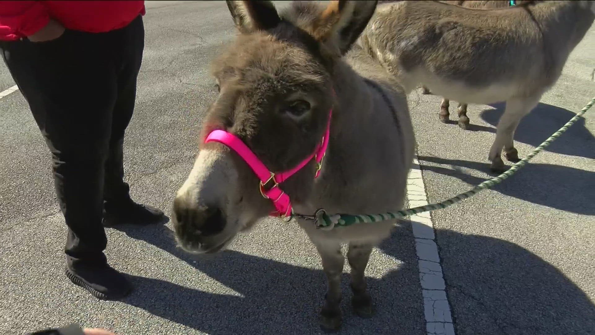 The viral clip showing Matt Willoughby's confused reaction to the three donkeys that showed up behind him had over half a million views in just a few days.