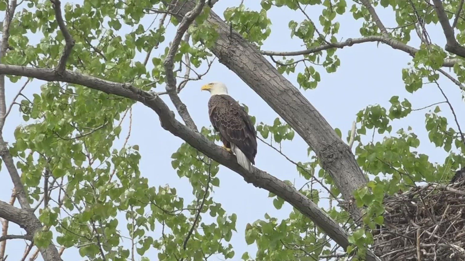 Ottawa County leads the way with 112 active bald eagle nests, followed by Sandusky County with 61 and Erie County with 40.