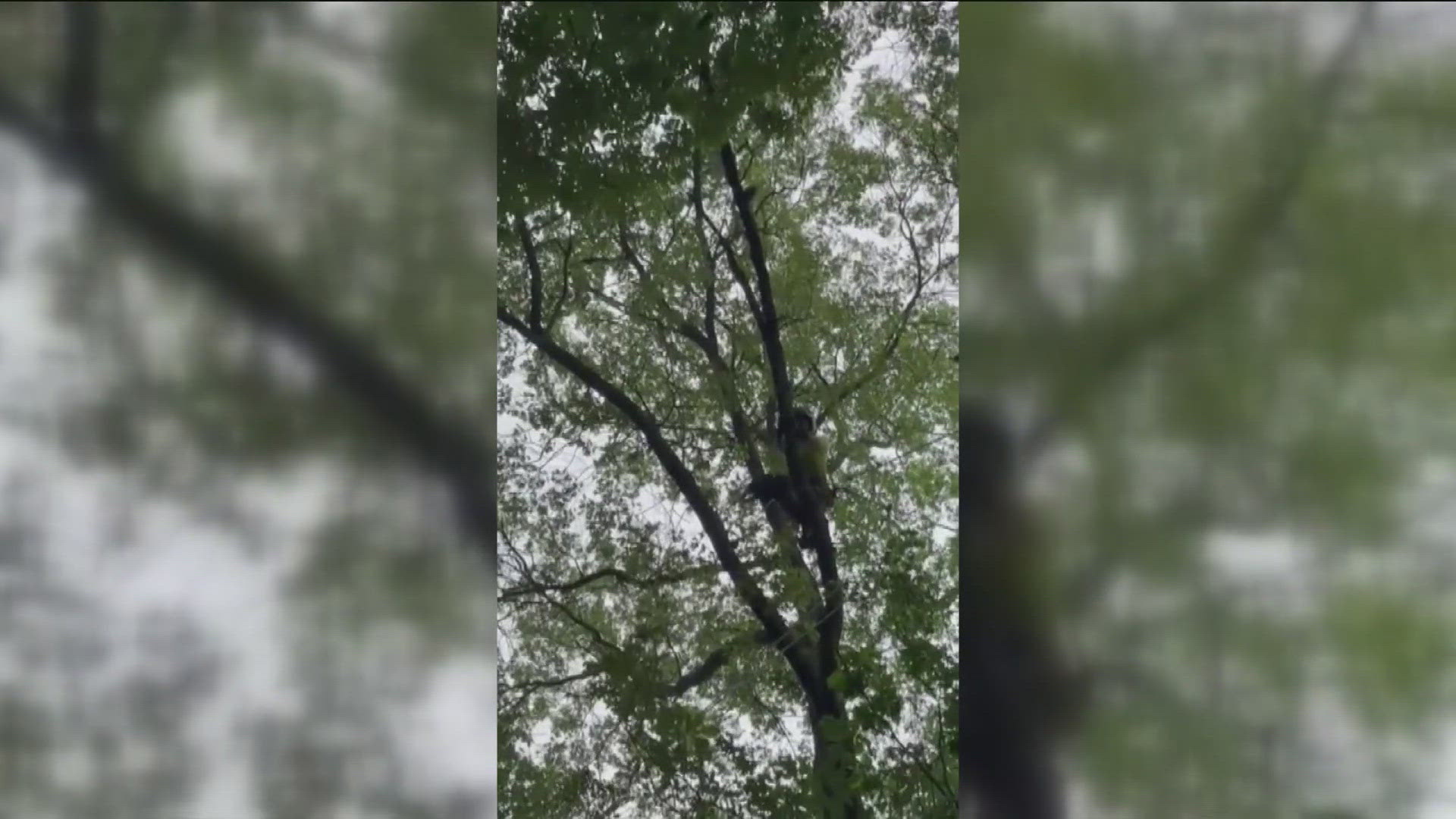 The tree was in a neighbor's yard, and that homeowner said they would only let someone who is licensed and insured climb the tree to retrieve the cat.
