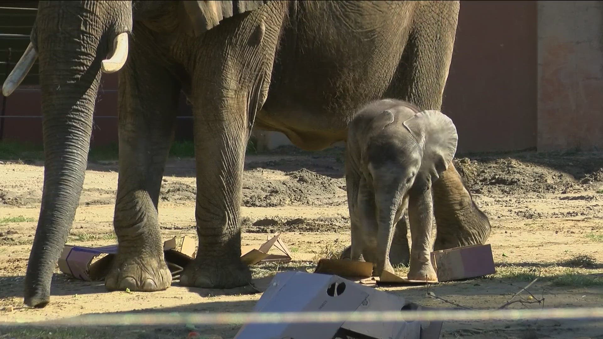 Kirk and Renee were given an enthusiastic reception by onlookers at the Toledo Zoo's 'Baby Elephant Baby Bash' Saturday morning.