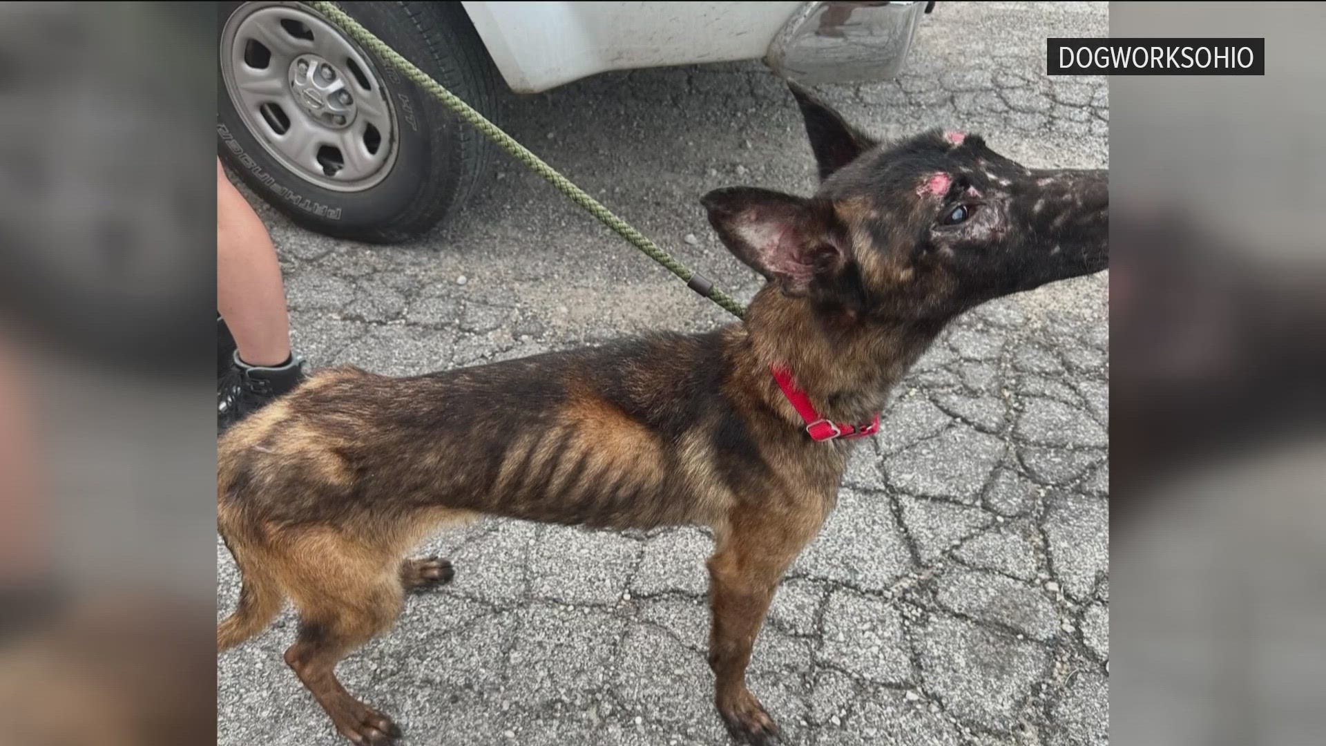 Dogworks Ohio believes the Belgian Malinois, Waffles, was a victim of animal cruelty.