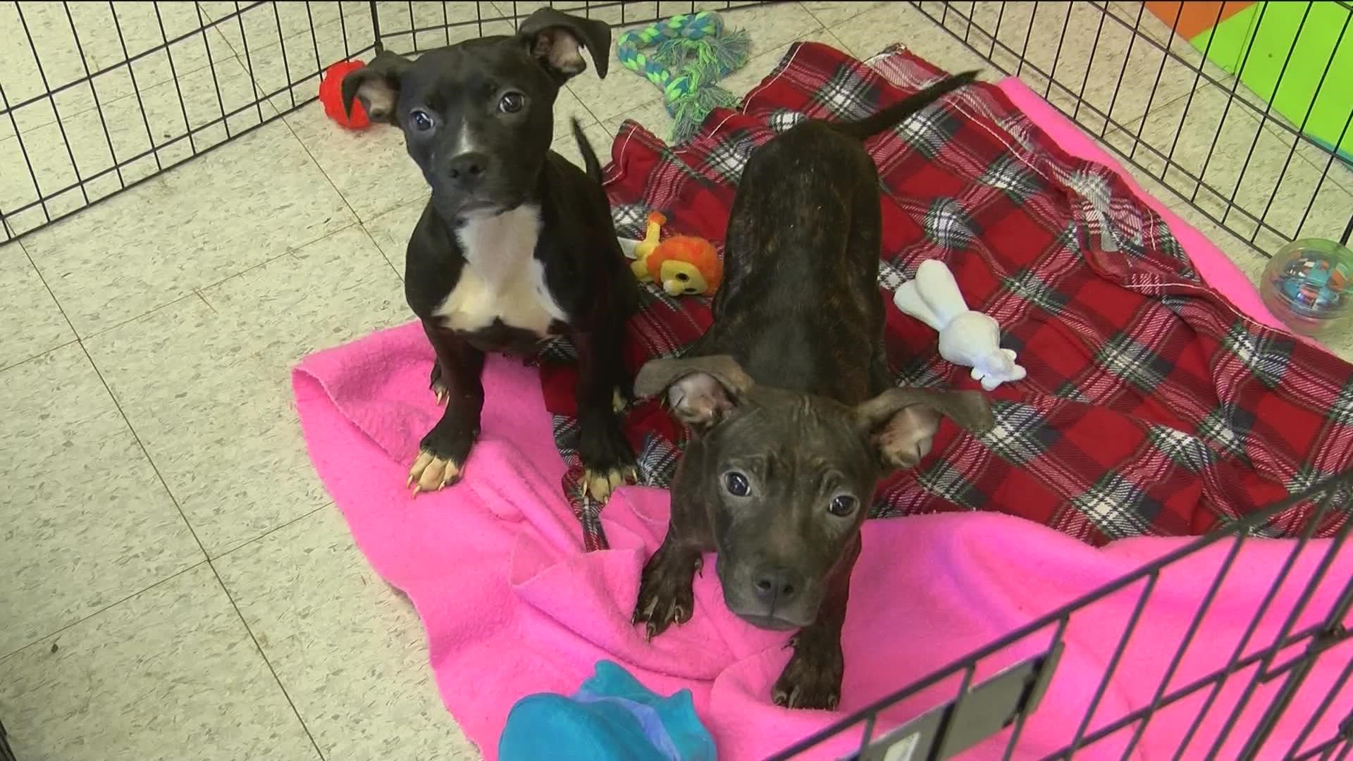 The Toledo Humane Society recently took in six dogs used for breeding.
