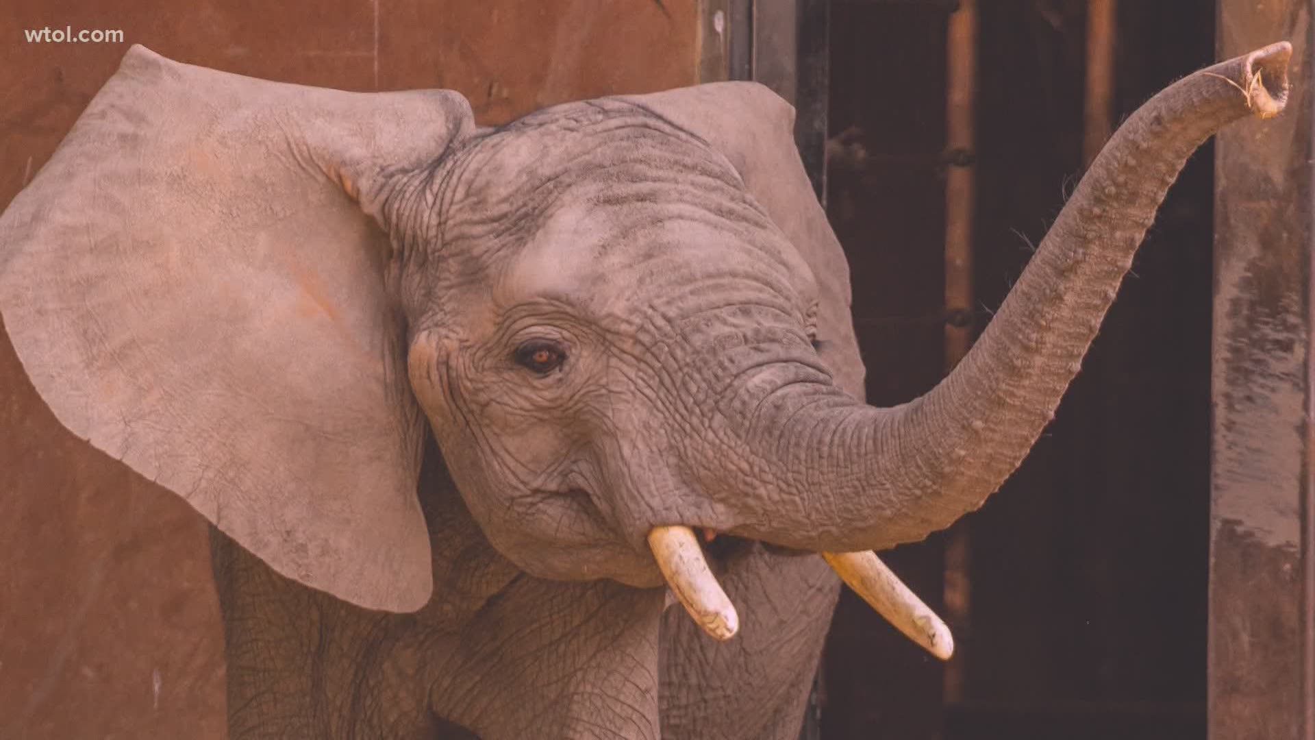 The elephant died from a rare viral infection, zoo officials said. Lucas would have been 10 years old in June.