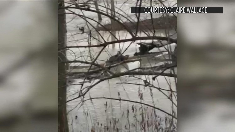 Pair of river otters spotted in northwest Ohio, gains popularity online