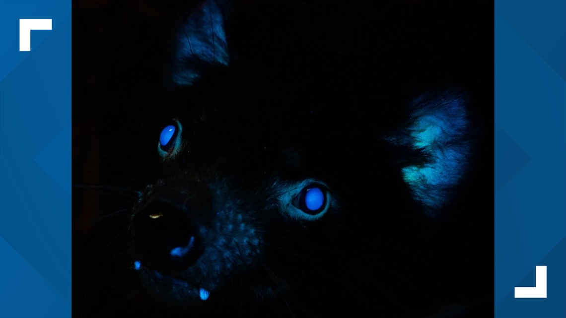 Toledo Zoo first to record biofluorescence in Tasmanian Devils