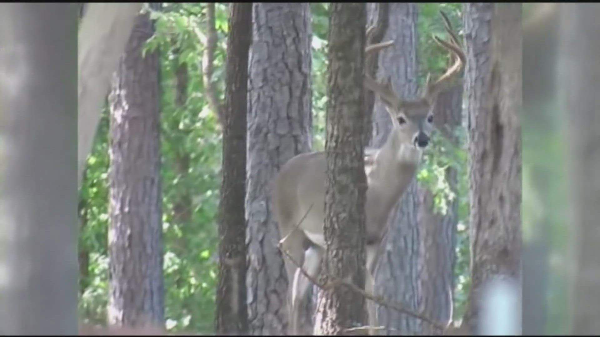 AAA says October through December is deer-mating season, meaning the animals are more active and more likely to dart into the road.