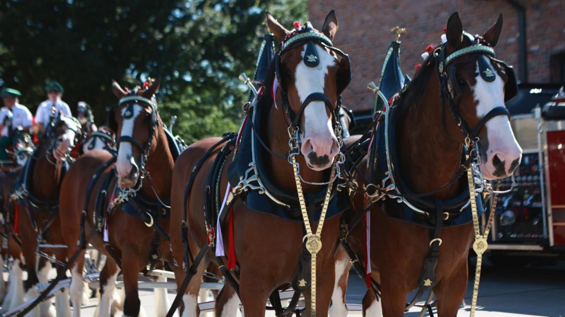 Budweiser Clydesdales visit honors military families in Ohio
