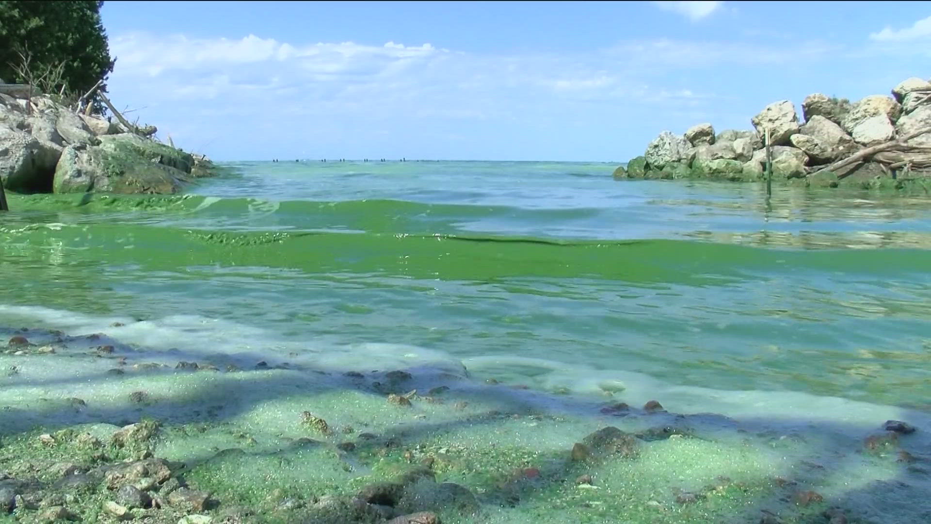 Algal blooms can be more severe with rain. A hot and dry July would limit the bloom. If there's heavy rain in the next few weeks, it could cause a bloom to worsen.