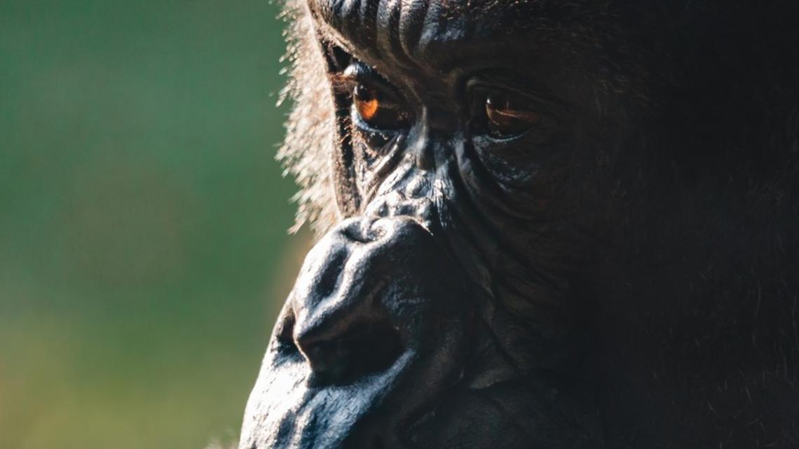 Toledo Zoo mourns the loss of gorilla Johari