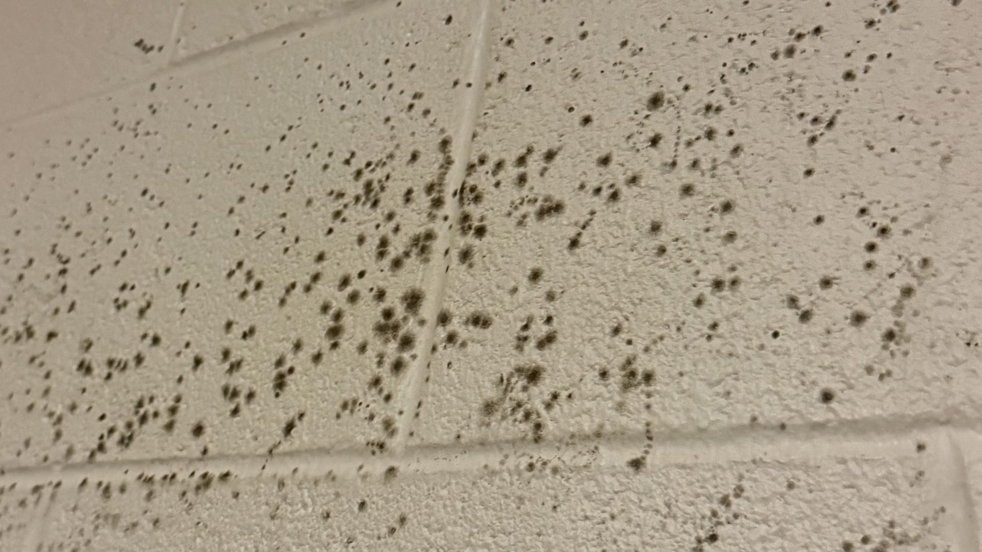 11 Investigates first exposed concerns in Cedar Point’s employee housing involving sexual assaults. Now, former workers are raising a new concern: mold in the dorms.