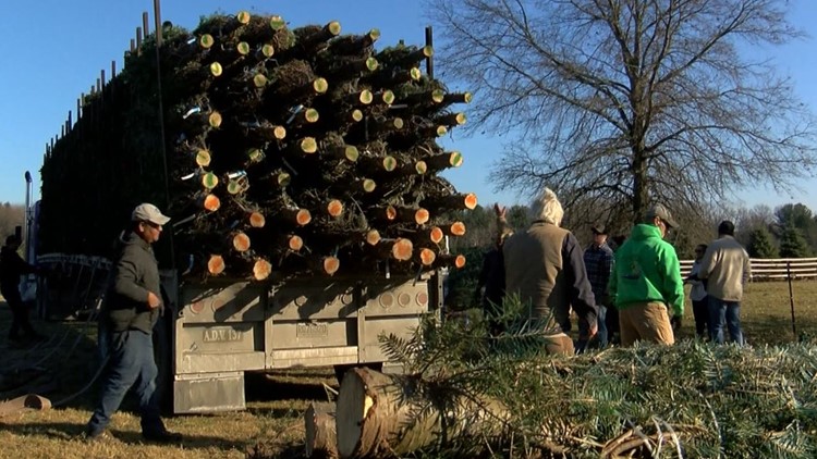Low supply, high demand contributing to rise in price of Christmas trees