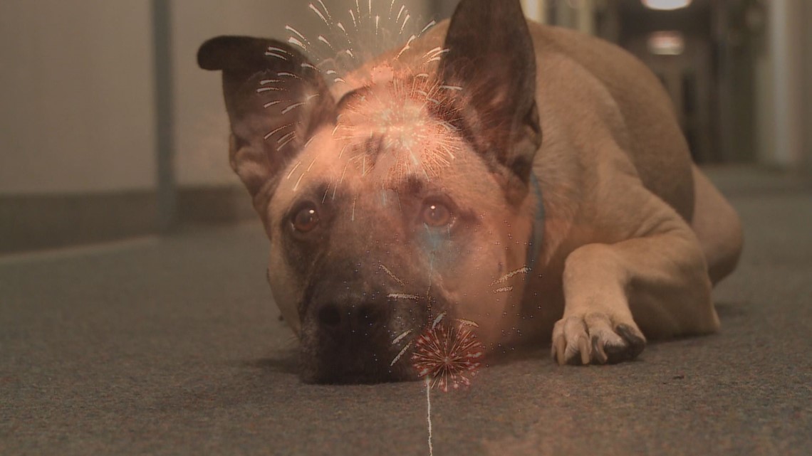 Keeping your pets safe during Fourth of July festivities | wkyc.com