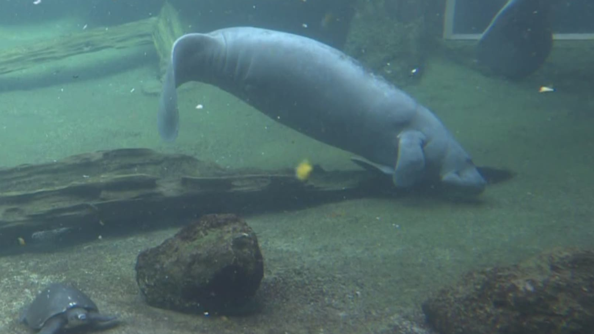 According to the U.S. Fish and Wildlife Organization, there are at least 13,000 manatees in the U.S. https://bit.ly/39lt1yS