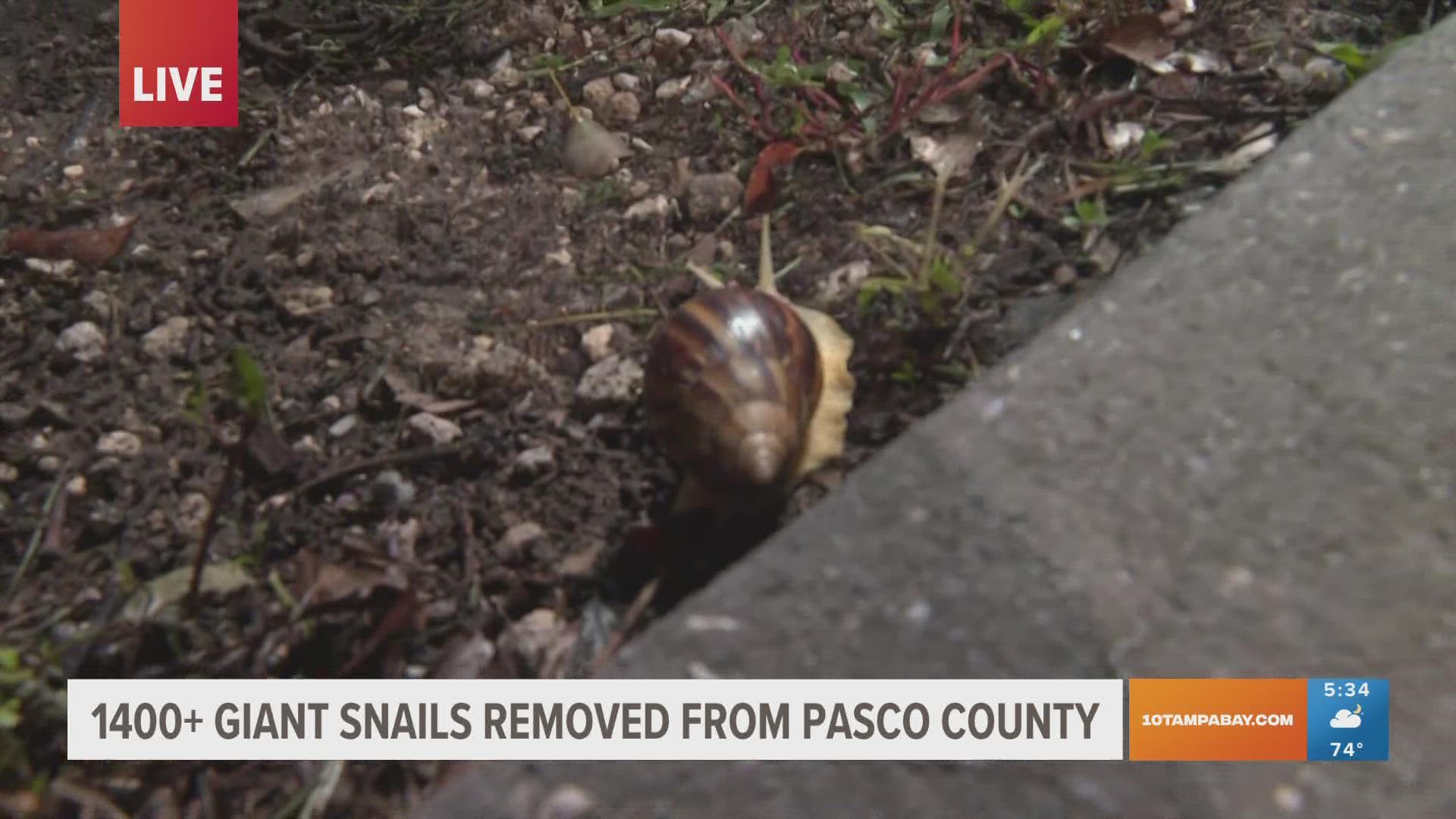 Giant African land snails can destroy plants and property and even spread illness.