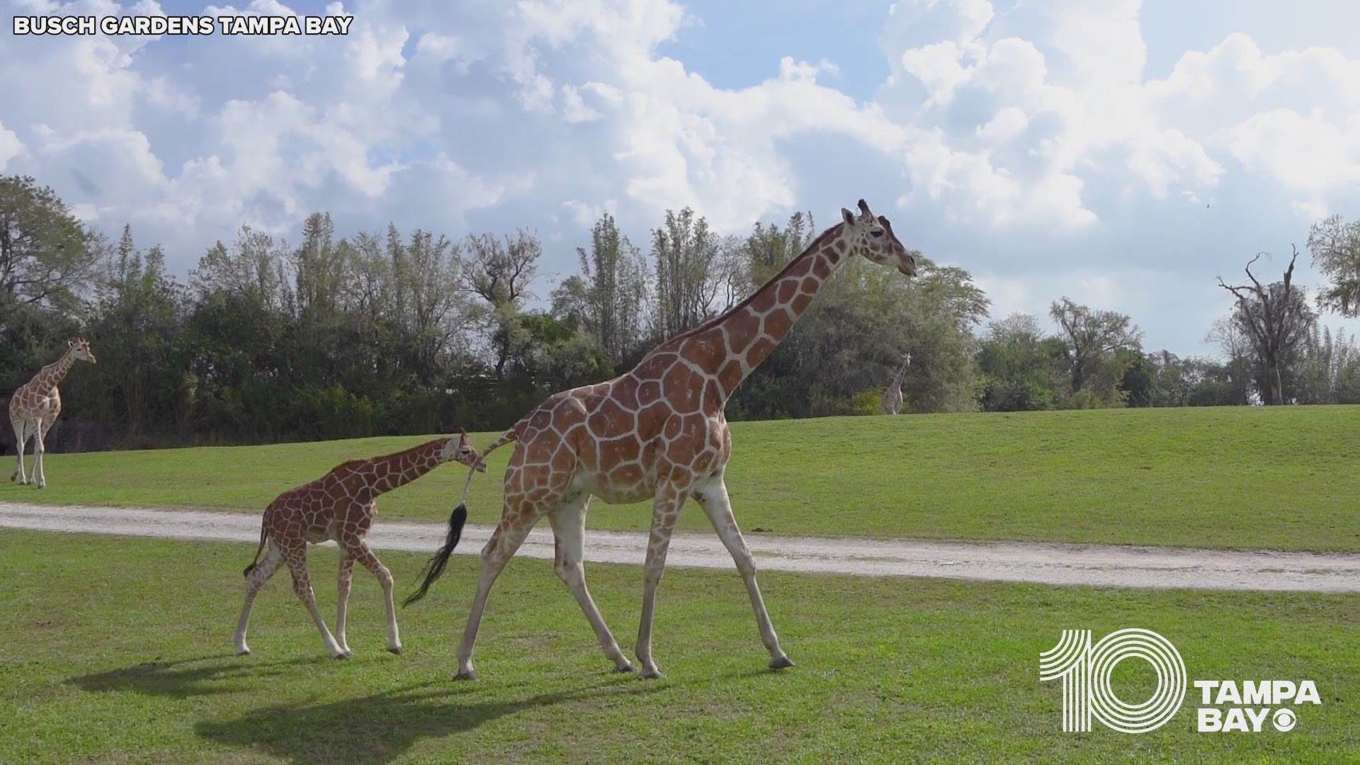 Cedora, a 2-month-old female giraffe, has made her debut at Busch Gardens Tampa Bay.
