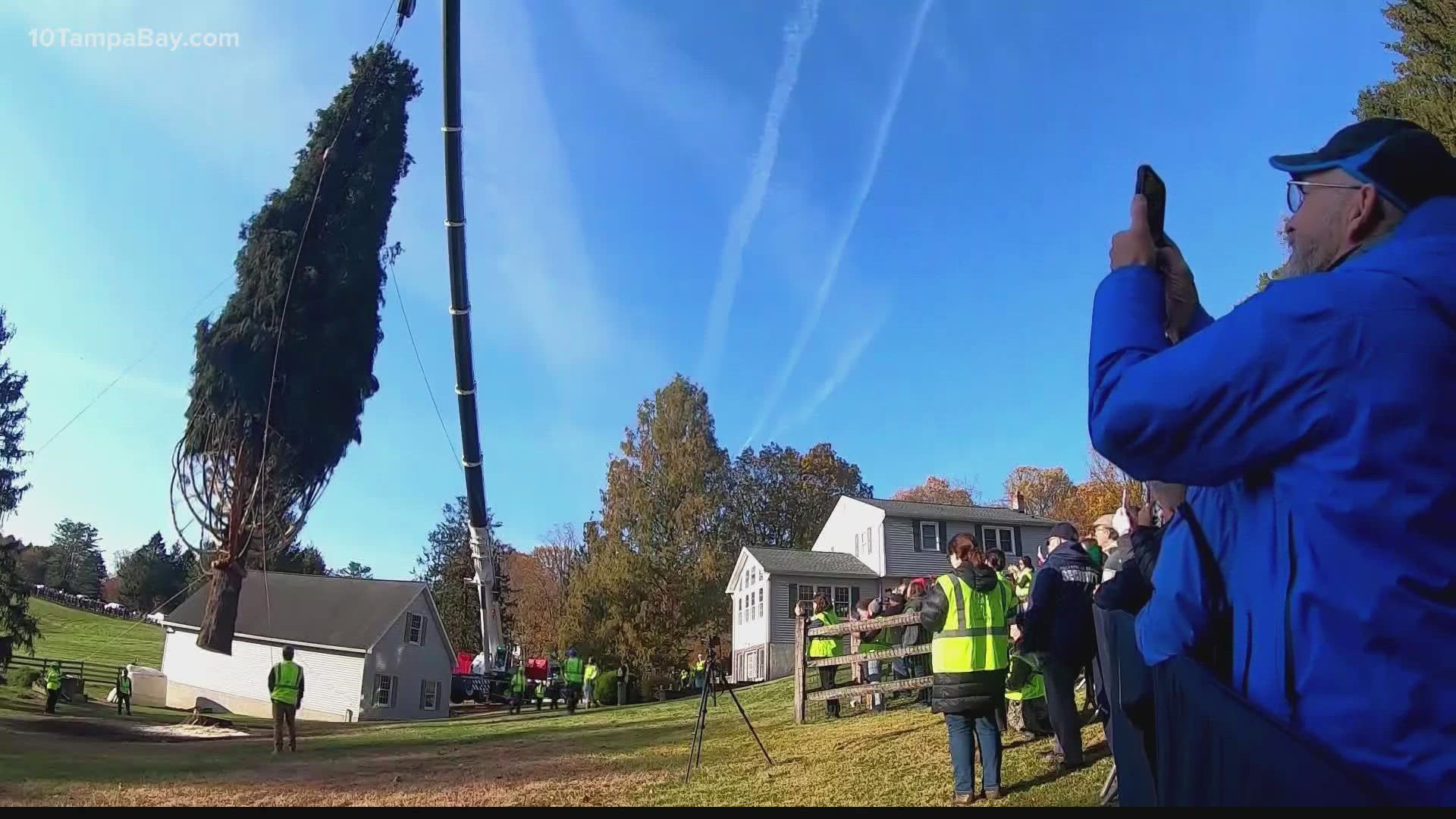 This year's 79-foot tree was donated by a family in Maryland.