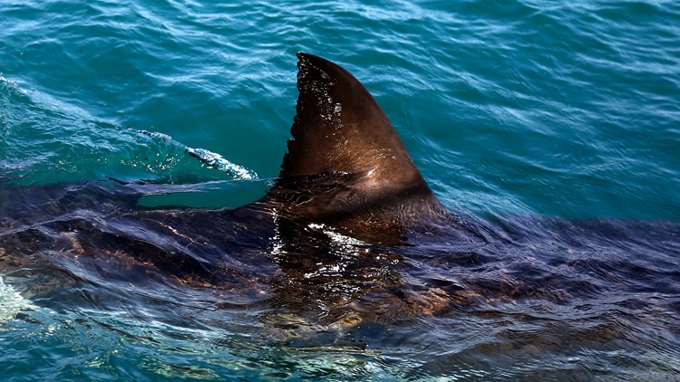 Ohio Girl Bitten By Shark On New Smyrna Beach Florida Wkyc Com