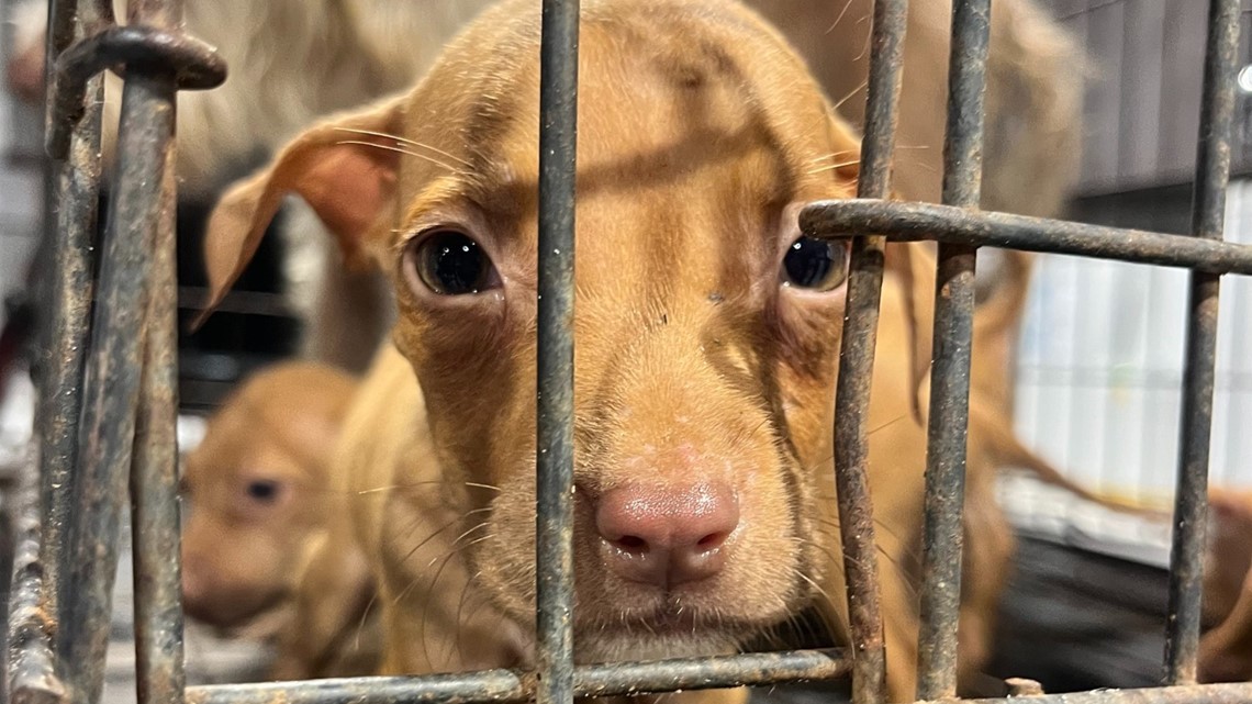 Mom dog, her puppies found abandoned in locked rusty cage | wkyc.com