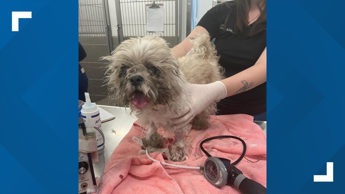 Lee County man arrested for dumping dog in dumpster | wkyc.com