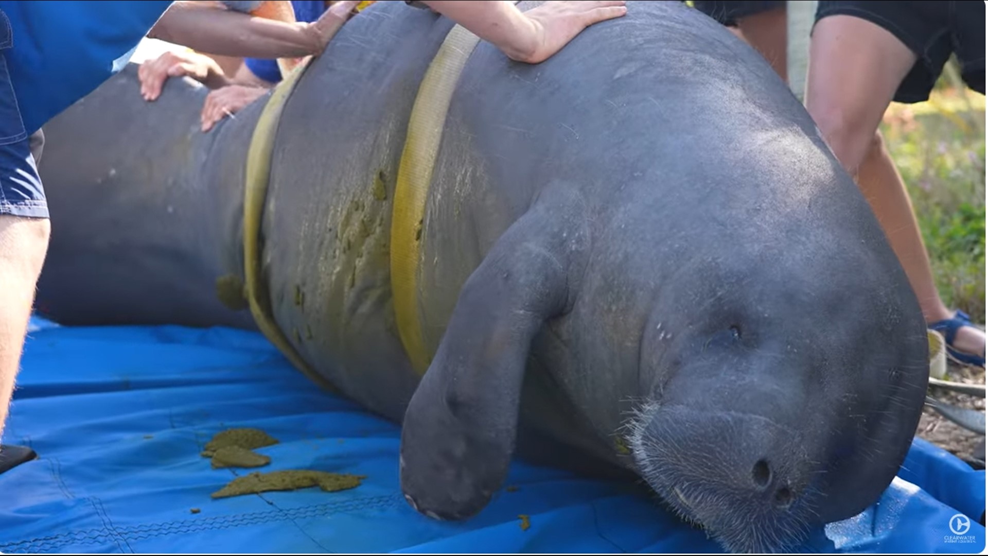 Manatee released into St. John's River
